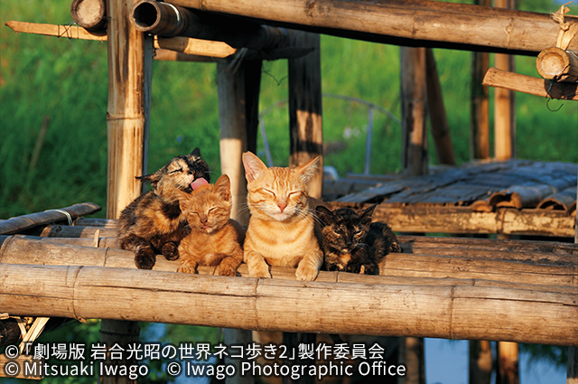 劇場版　岩合光昭の世界ネコ歩き　あるがままに、水と大地のネコ家族